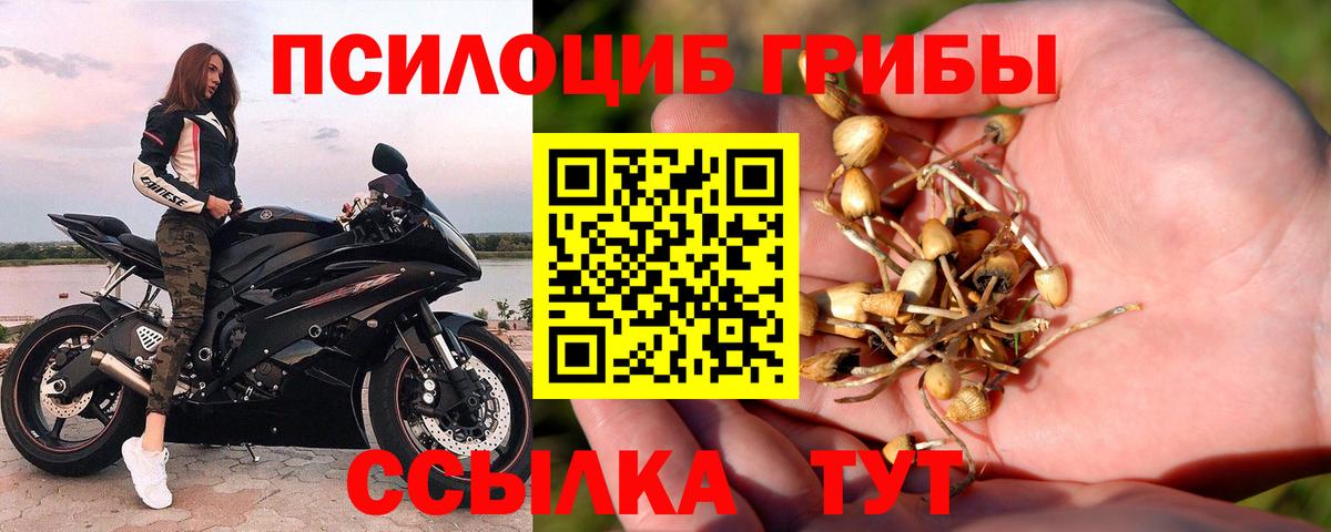 Галлюциногенные грибы Psilocybine cubensis  Бердск 
